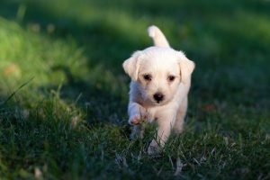 what to prepare before getting a dog