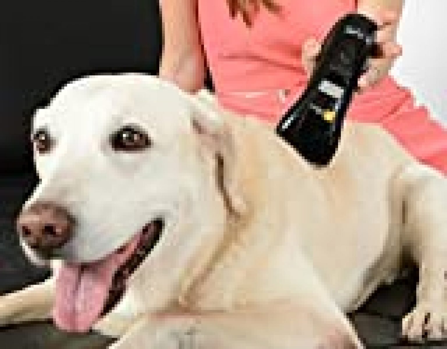 B-cure Laser Vet Device for Pets: A Home Laser Therapy, Accelerates Healing and Reduces Pain and