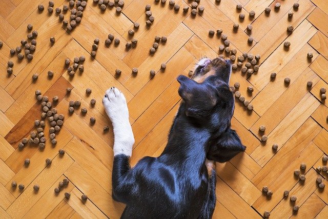 Food Allergy In Dogs