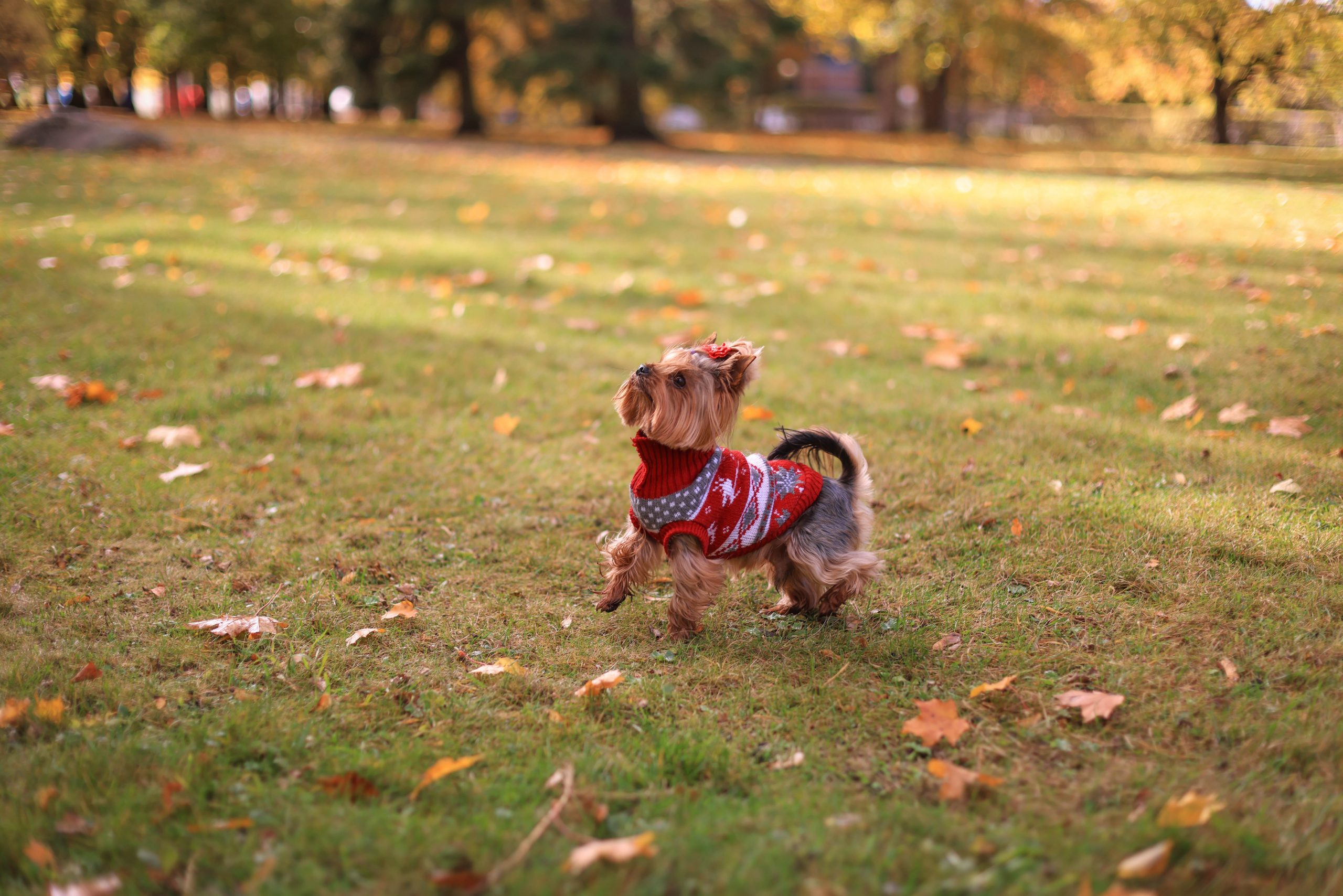 How to Clicker Train Your Dog