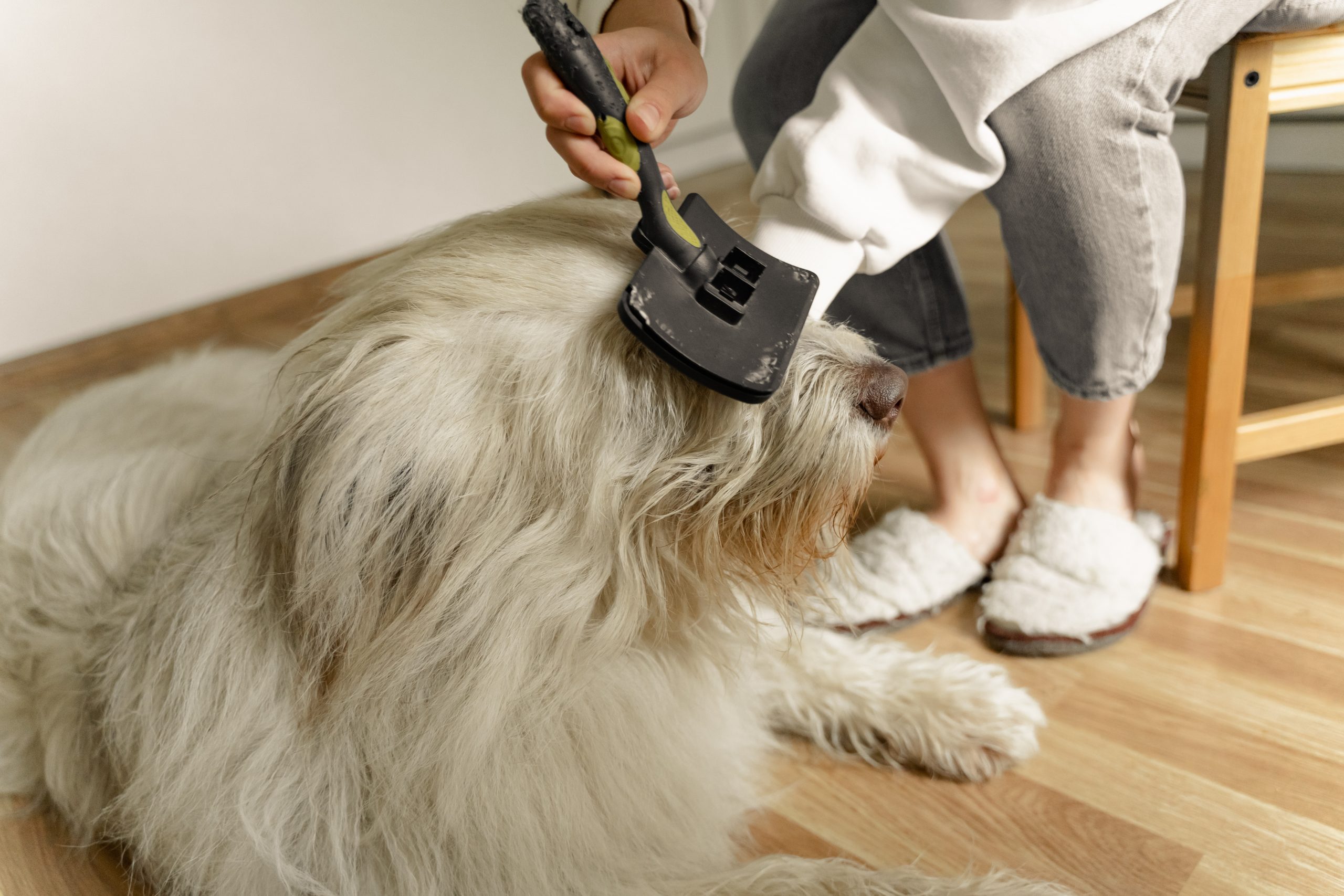 Dog Grooming Tips