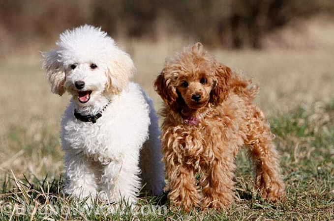 small-dog-breeds