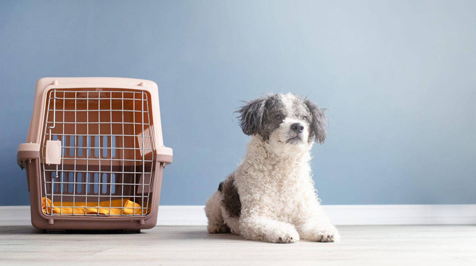 size-for-dog-crate