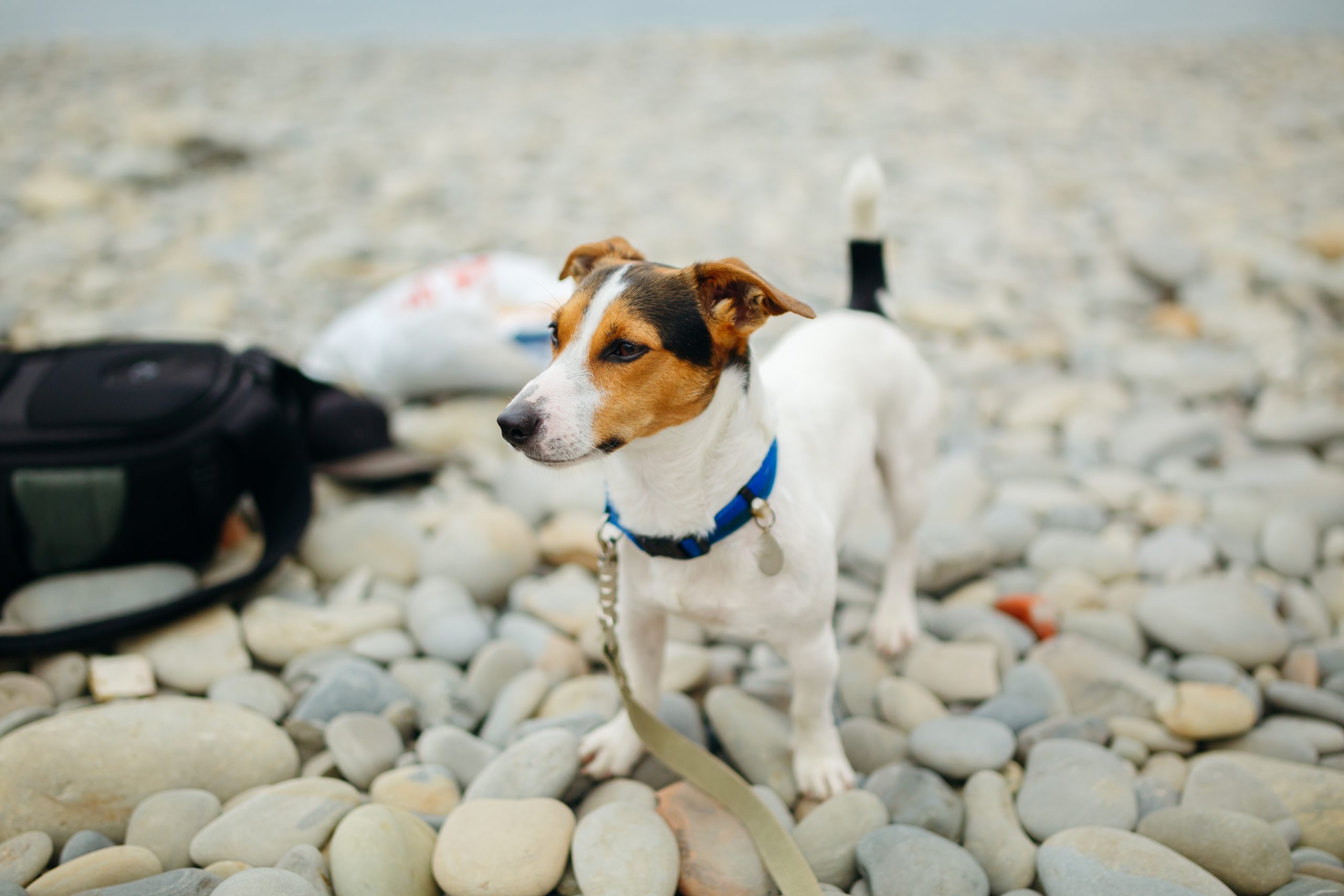 dog-shock-collars