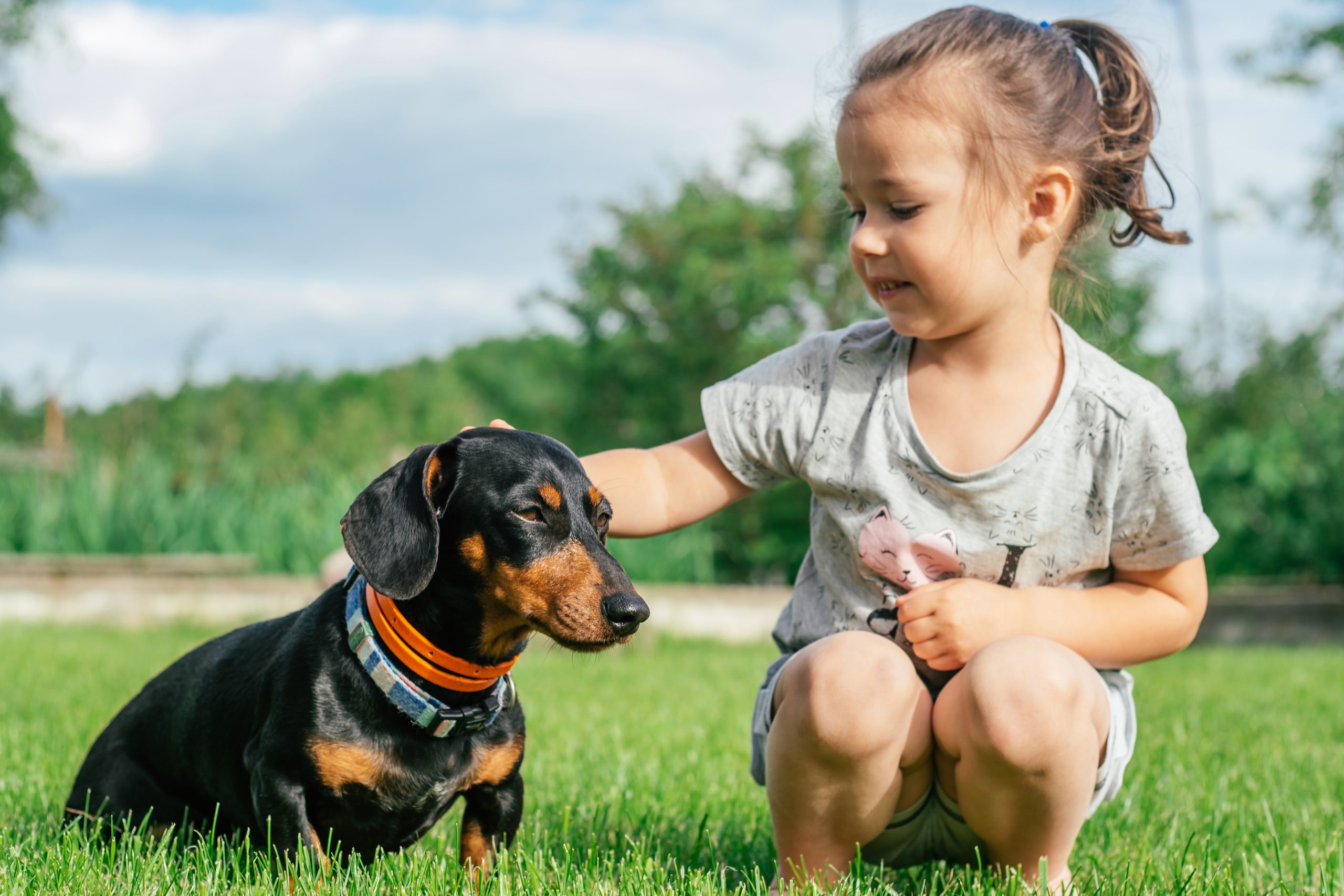 dog-shock-collars