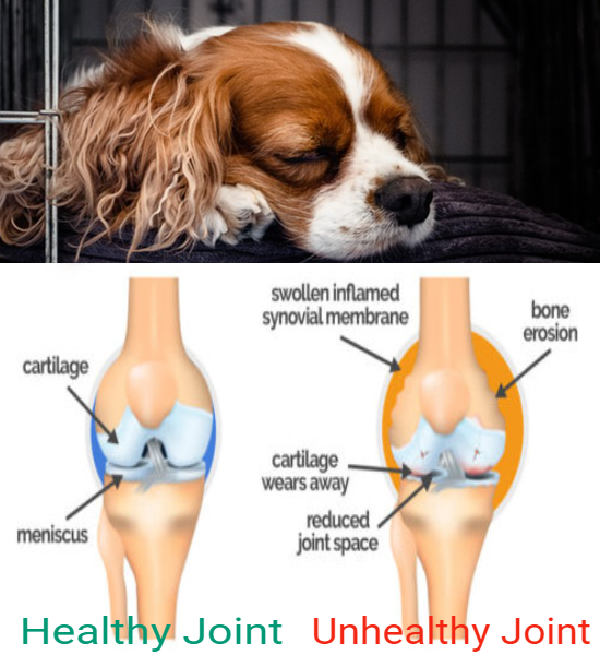 dog-joint