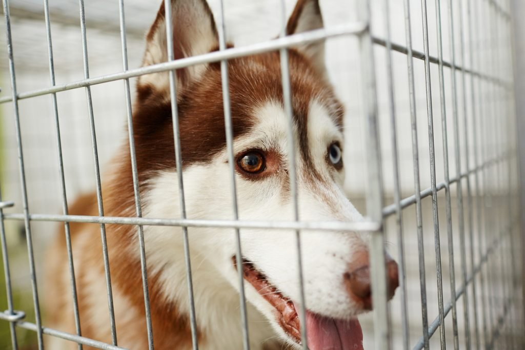 large-dog-crate