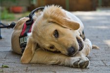 Best Dog Harness Review: Real Dog Owners Speak Out