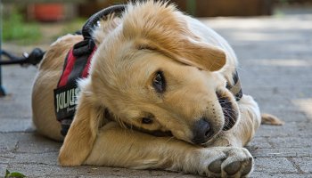 Best Dog Harness Review: Real Dog Owners Speak Out