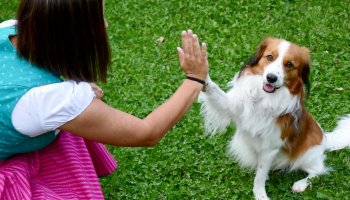 Dog Body Language and Communication: Understanding Your Dog