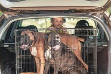 Large Dog Crates: Selection Guide for Your Furry Friend