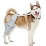 MerryMilo Dog Knee Brace, Support for Large and Small Dogs with ACL, CCL, Cruciate Ligament Injuries, Patella Dislocation, or Osteoarthritis for Both Back and Front Legs – Color: Silver, Size: M