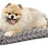 Canine Probios D-Probios Soft Chews Med-Large Dogs 240 Gram (60ct)