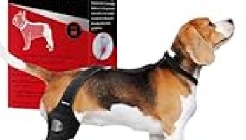 Premium Dog ACL Knee Brace, Dog Knee Brace for Torn ACL Hind Leg, Dog ACL Brace hind Leg, Dog Leg Braces for Back Leg, Dog Hip Brace, Cruciate Care Knee Brace for Dogs, Dog Back Brace (Medium)