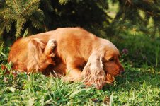 Effective Solutions for Your Dog’s Itchy Skin
