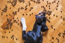 Food Allergy In Dogs – Symptoms and Treatment