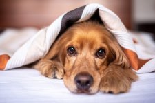 Leaving Dogs Alone: Challenges and Solutions