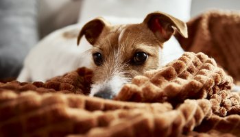 Managing Joint Pain in Dogs: Solutions and Treatment Options