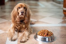 Choosing the Best Healthy Dog Diet