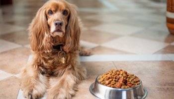Choosing the Best Healthy Dog Diet