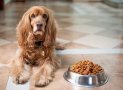 Dog Food Guide – How To Choose The Right Dog Food