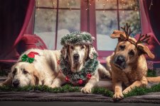 Gift Ideas for Dog Lovers This Christmas – 2023