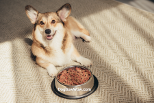 The Best Large Breed Dog Foods – 2023