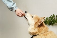 Senior Dog Food Guide for Older Dogs
