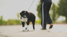 How to Train Your Puppy to Walk On A Leash