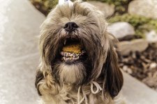 Homemade Dog Food: DIY Delights for Your Pup