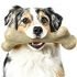 PEDIGREE DENTASTIX Fresh Breath Large Dog Dental Treats Fresh Flavor Dental Bones, 1.52 lb. Pack (28 Treats)
