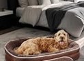 OhGeni Orthopedic Dog Bed for Extra Large Dogs, Dog Couch Design with Egg Foam Support, Removable, Machine Washable Plush Cover and Non-Slip Bottom with Four Sided Bolster Cushion (Brown)
