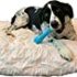 Petmate Aspen PET Products 22110 Dog Harness, 5/8 by 28 to 36-Inch, Black