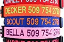 GoTags Personalized Dog Collar, Custom Embroidered with Pet Name and Phone Number in Blue, Black, Pink, Red and Orange, for Boy and Girl Dogs, 4 Adjustable Sizes, XSmall, Small, Medium, and Large